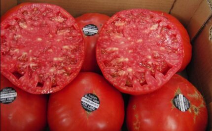 Tomate huevo de toro